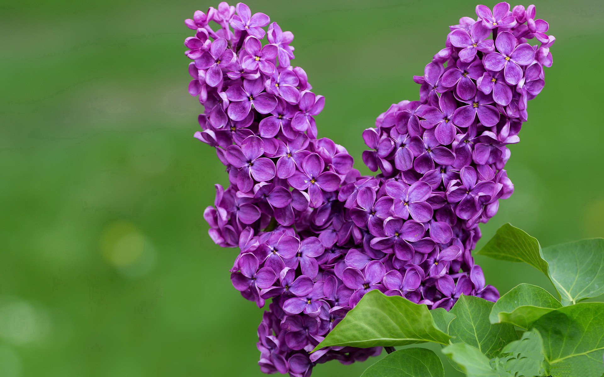 阿拉巴爆发，澳大利亚点球鏖战，决胜局中逆袭秘鲁晋级世界杯